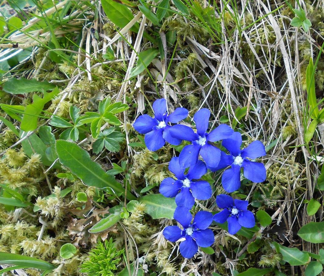 Kalsbergerin Fuer Geniesser * Donnersbachwald